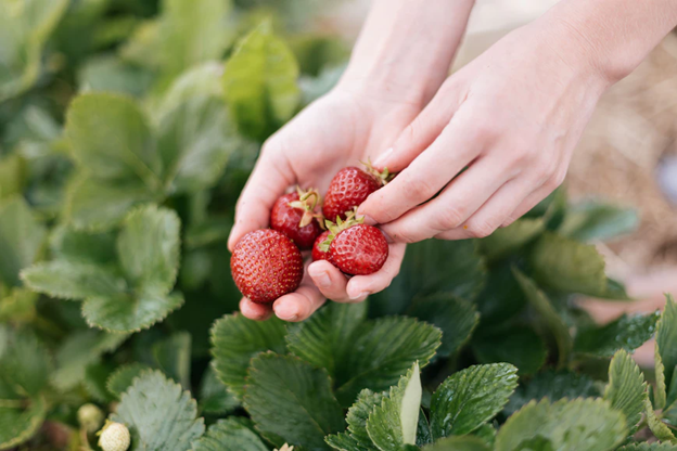 Picture Strawberry